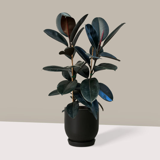 Orta Boy 2 Gövdeli Siyah Kauçuk Çiçeği (Ficus Elastica Abidjan)