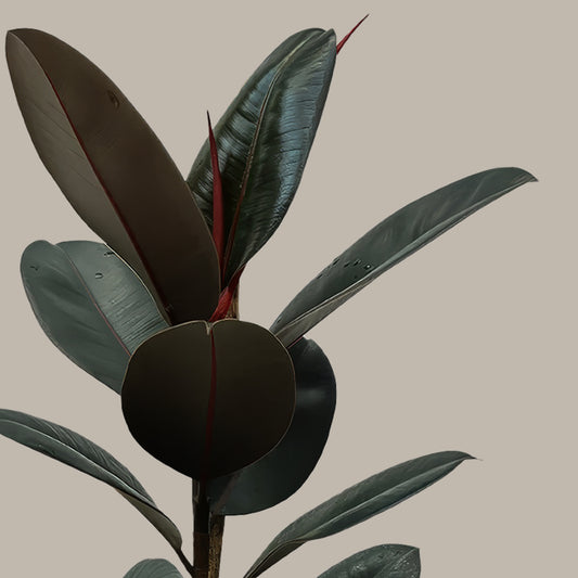 Orta Boy Siyah Kauçuk Çiçeği (Ficus Elastica Abidjan)