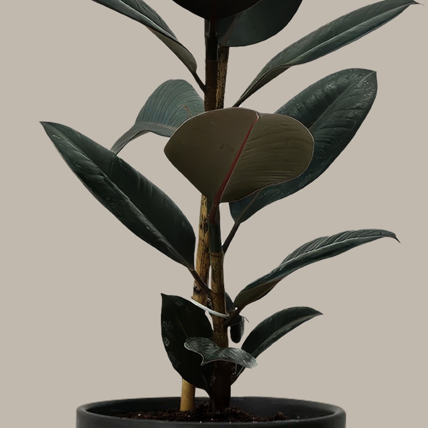 Orta Boy Siyah Kauçuk Çiçeği (Ficus Elastica Abidjan)