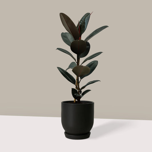 Orta Boy Siyah Kauçuk Çiçeği (Ficus Elastica Abidjan)