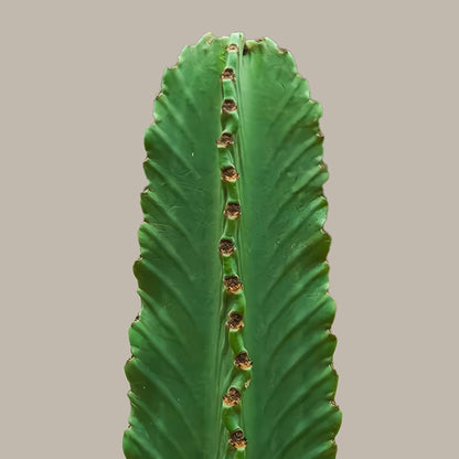 Dikensiz Kovboy Kaktüsü (Süt Ağacı - Euphorbia Ingens)