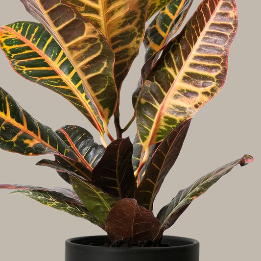 Küçük Boy Kroton Bitkisi (Kraton - Croton Petra)
