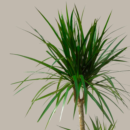 Büyük Boy 2 Gövdeli Madagaskar Dragon Ağacı (Draçena Dracena Marginata)