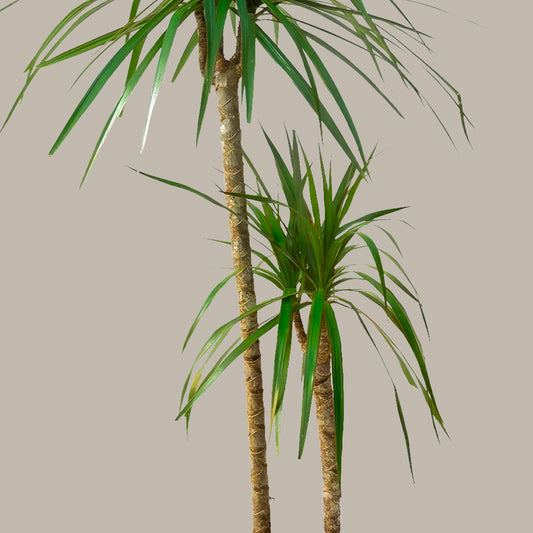 Büyük Boy 2 Gövdeli Madagaskar Dragon Ağacı (Draçena Dracena Marginata)