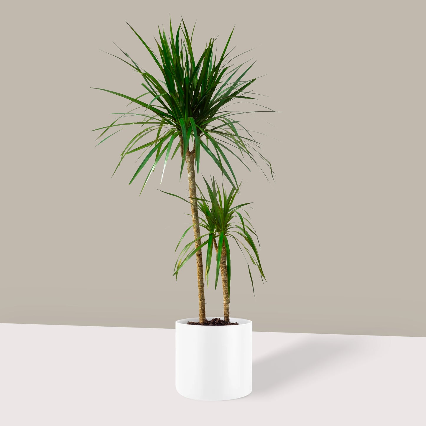 Büyük Boy 2 Gövdeli Madagaskar Dragon Ağacı (Draçena Dracena Marginata)