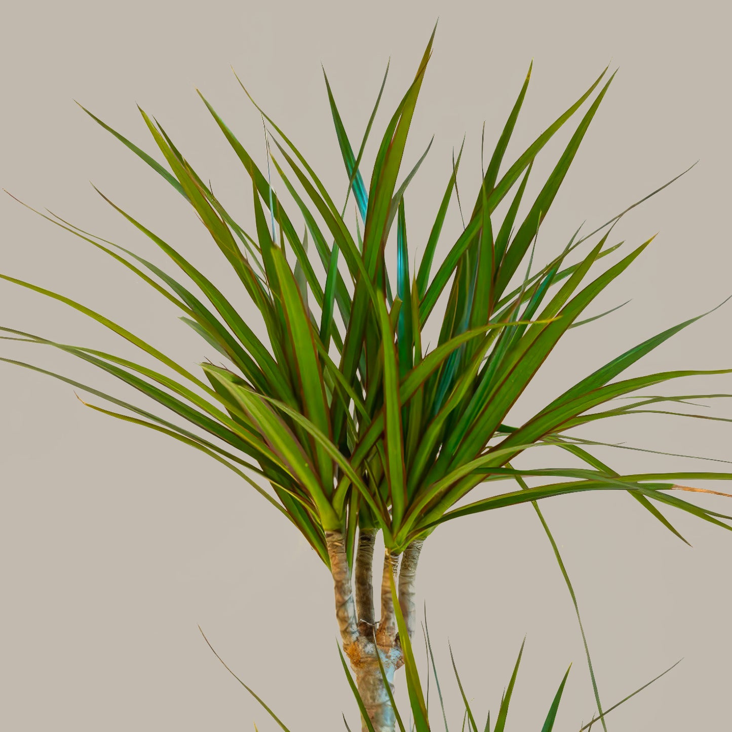Büyük Boy 3 Gövdeli Madagaskar Dragon Ağacı (Draçena Dracena Marginata)