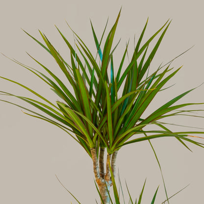 Büyük Boy 3 Gövdeli Madagaskar Dragon Ağacı (Draçena Dracena Marginata)