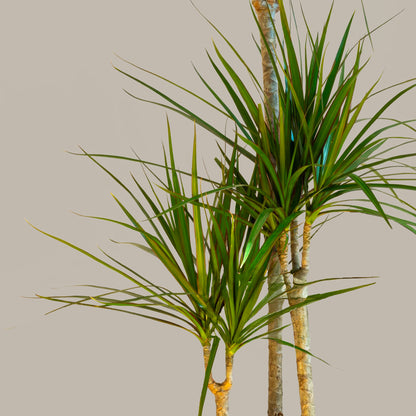 Büyük Boy 3 Gövdeli Madagaskar Dragon Ağacı (Draçena Dracena Marginata)
