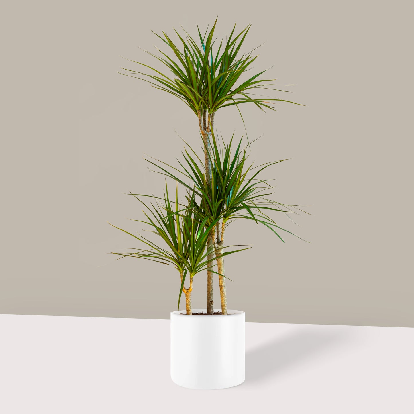 Büyük Boy 3 Gövdeli Madagaskar Dragon Ağacı (Draçena Dracena Marginata)