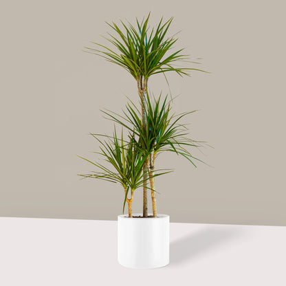 Büyük Boy 3 Gövdeli Madagaskar Dragon Ağacı (Draçena Dracena Marginata)