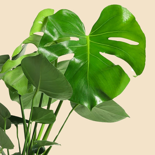 Geniş yapraklarıyla aydınlık ortama canlılık katan Monstera Deliciosa