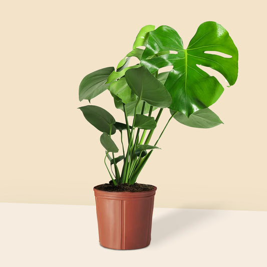 Orta boy dekoratif yapraklarıyla şık Monstera Deliciosa salon bitkisi