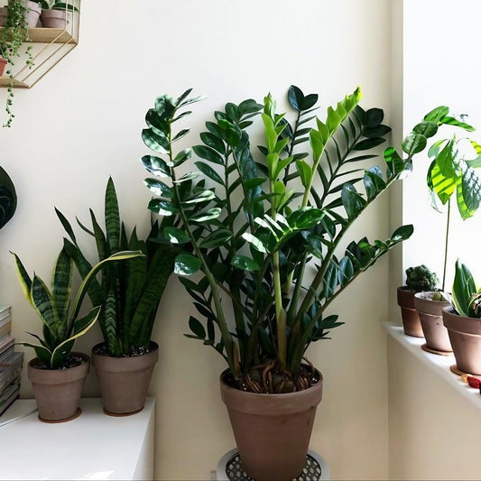 Orta boy Zamia çiçeği – Zamioculcas Zamiifolia iç mekan bitkisi
