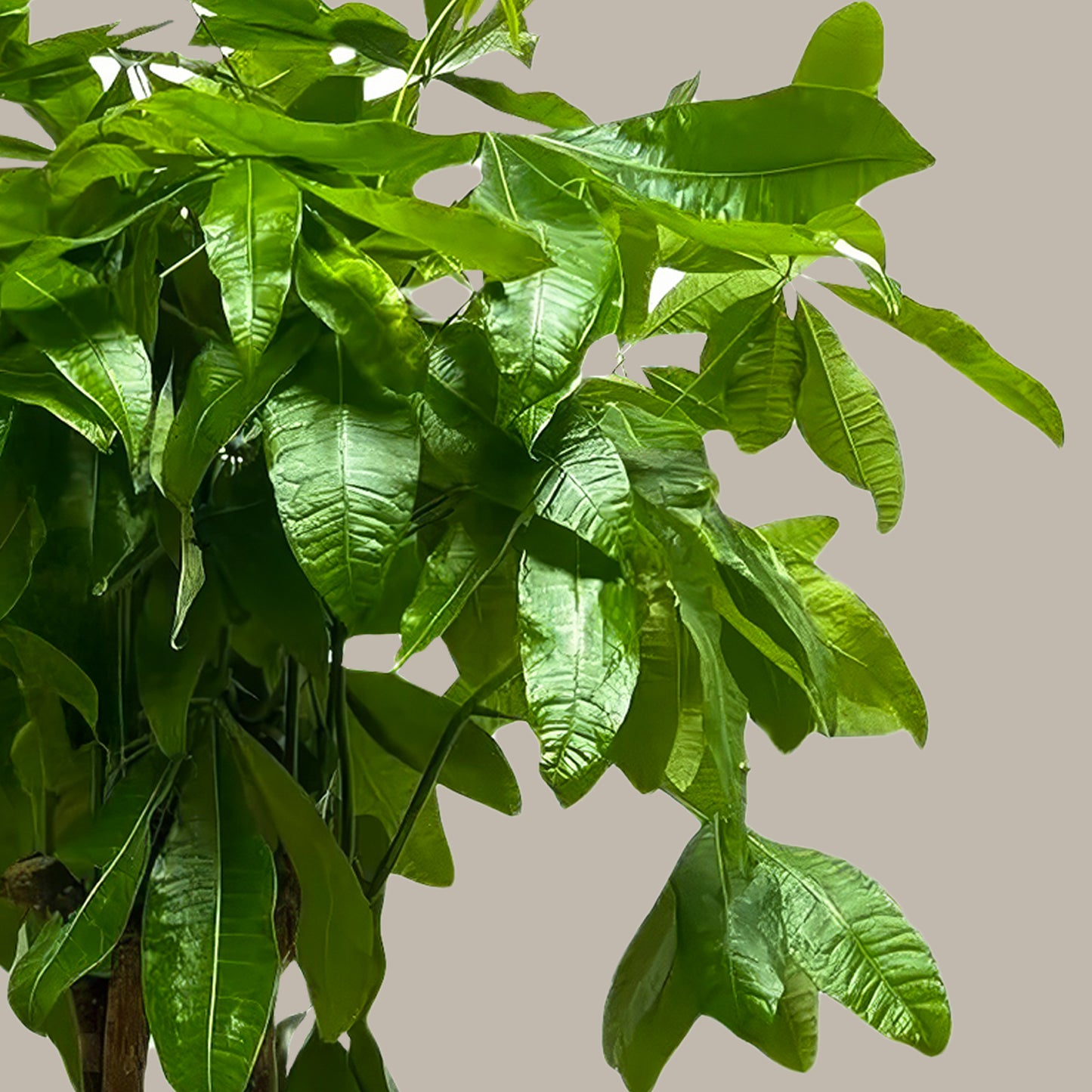 Büyük Boy Kalın Gövdeli Para Ağacı (Pachira Aquatica)