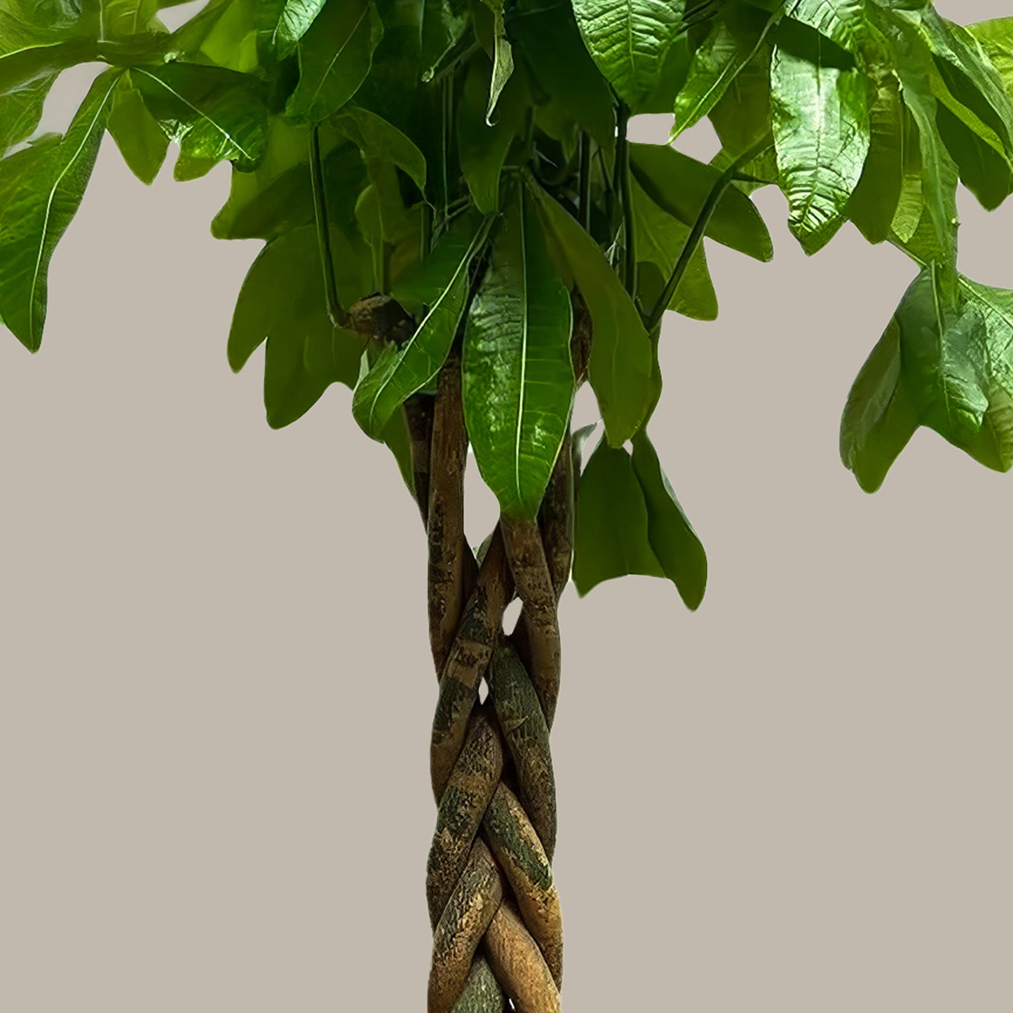 Büyük Boy Kalın Gövdeli Para Ağacı (Pachira Aquatica)
