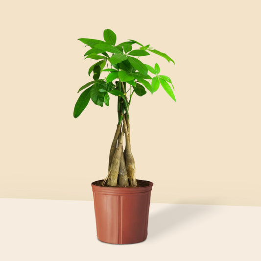 Küçük Boy Para Ağacı (Pachira Aquatica)
