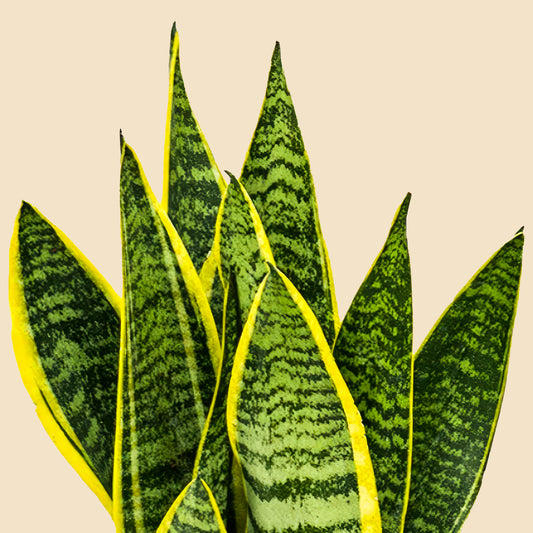 Küçük Boy Paşa Kılıcı Çiçeği (Peygamber Kılıcı - Sansevieria Trifasciata)