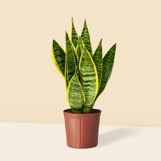 Küçük Boy Paşa Kılıcı Çiçeği (Peygamber Kılıcı - Sansevieria Trifasciata)