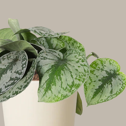 Patos Salon Sarmaşığı (Silver Satin Pothos - Scindapsus Pictus Exotica)