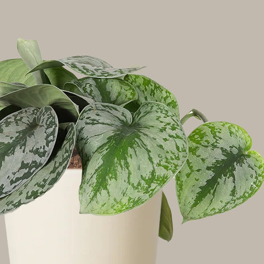 Patos Salon Sarmaşığı (Silver Satin Pothos - Scindapsus Pictus Exotica)