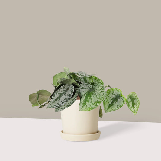 Patos Salon Sarmaşığı (Silver Satin Pothos - Scindapsus Pictus Exotica)