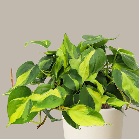 Kalp Yapraklı Alacalı Salon Sarmaşığı (Philodendron Scandens Brasil)
