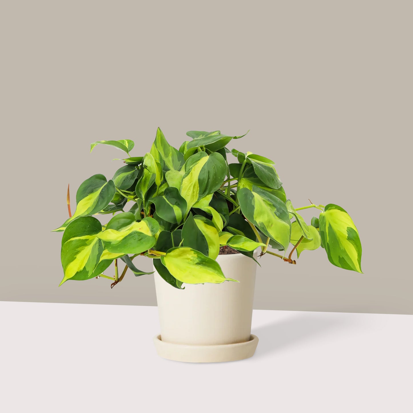 Kalp Yapraklı Alacalı Salon Sarmaşığı (Philodendron Scandens Brasil)