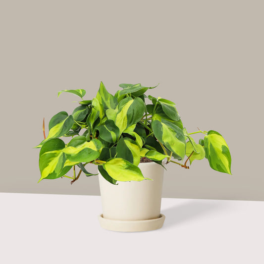 Kalp Yapraklı Alacalı Salon Sarmaşığı (Philodendron Scandens Brasil)