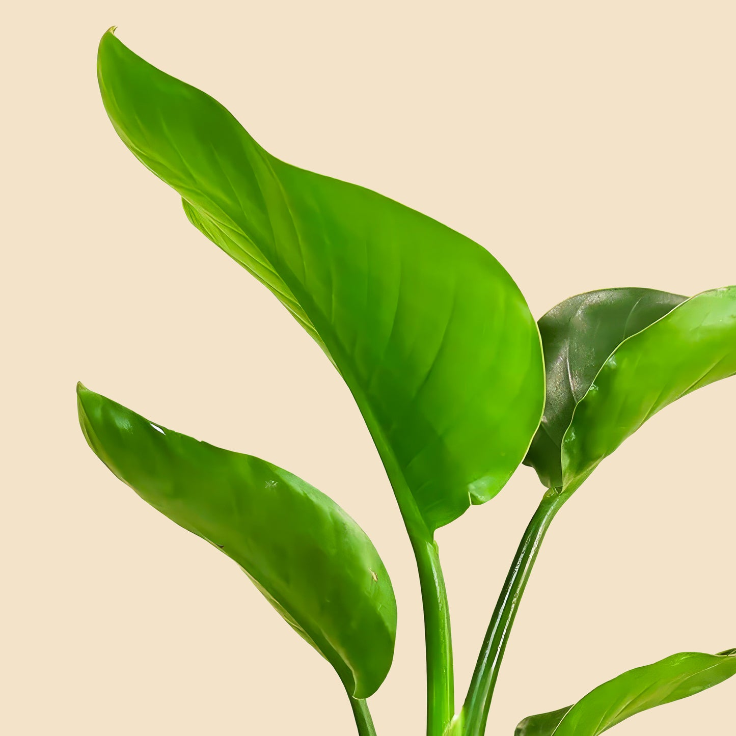 Küçük Boy Starliçe Cennet Kuşu Çiçeği (Strelitzia Nicolai)