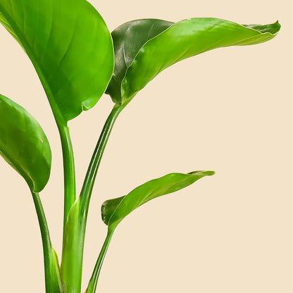 Küçük Boy Starliçe Cennet Kuşu Çiçeği (Strelitzia Nicolai)