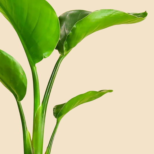 Küçük Boy Starliçe Cennet Kuşu Çiçeği (Strelitzia Nicolai)