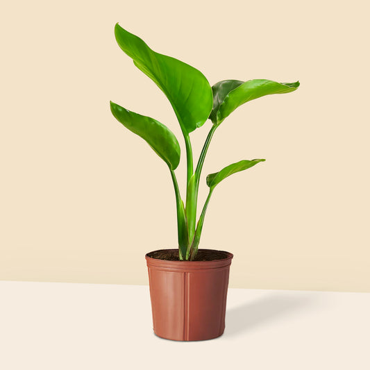 Küçük Boy Starliçe Cennet Kuşu Çiçeği (Strelitzia Nicolai)