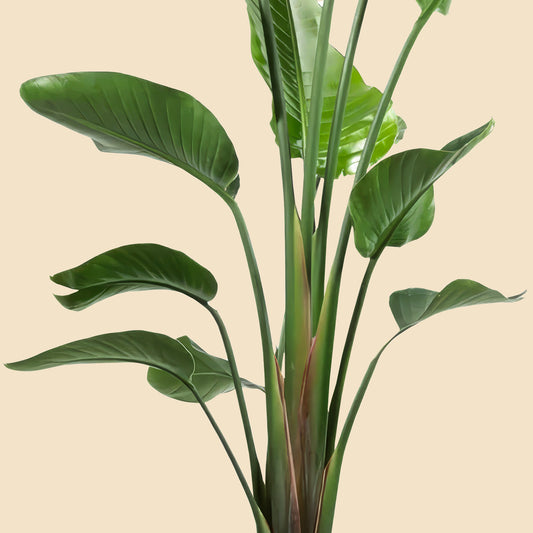 Büyük Boy 3 Köklü Starliçe Cennet Kuşu Çiçeği (Strelitzia Nicolai)