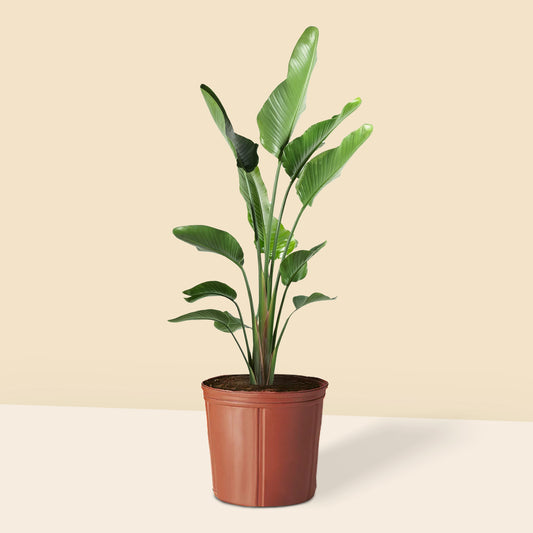 Büyük Boy 3 Köklü Starliçe Cennet Kuşu Çiçeği (Strelitzia Nicolai)