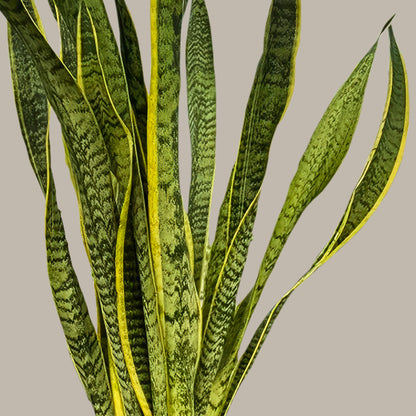 Uzun Paşa Kılıcı Çiçeği (Sansevieria Trifasciata Laurentii)