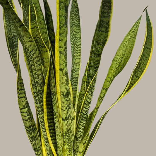 Uzun Paşa Kılıcı Çiçeği (Sansevieria Trifasciata Laurentii)