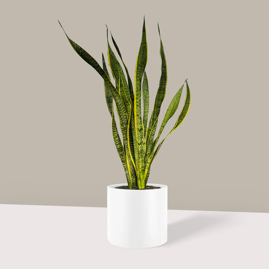 Uzun Paşa Kılıcı Çiçeği (Sansevieria Trifasciata Laurentii)