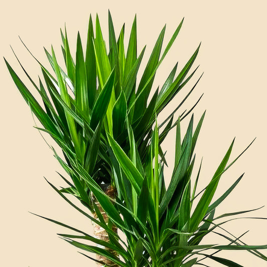 Büyük Boy 4 Gövdeli Avize Yuka Çiçeği (Yucca Elephantipes)