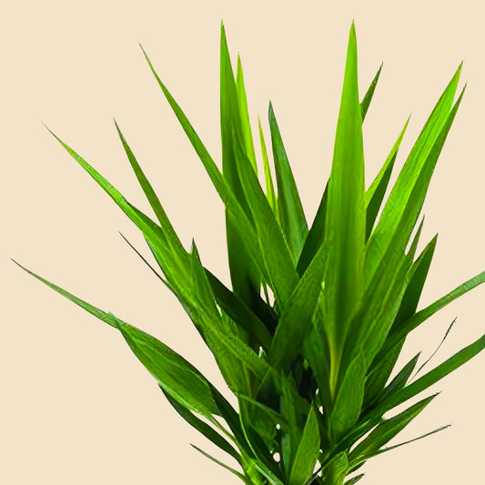 Büyük Boy 2 Gövdeli Avize Yuka Çiçeği (Yucca Elephantipes)