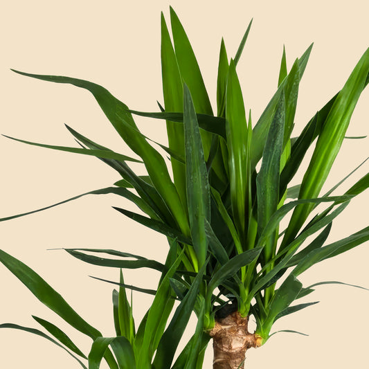 Orta Boy 2 Gövdeli Avize Yuka Çiçeği (Yucca Elephantipes)
