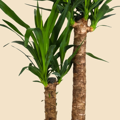Orta Boy 2 Gövdeli Avize Yuka Çiçeği (Yucca Elephantipes)