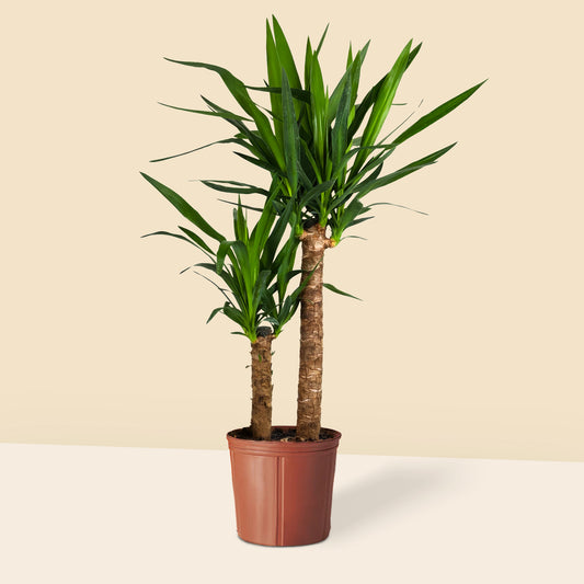 Orta Boy 2 Gövdeli Avize Yuka Çiçeği (Yucca Elephantipes)