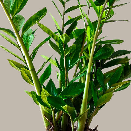 Küçük Boy Zamia Çiçeği (Zeze - Zamioculcas Zamiifolia)