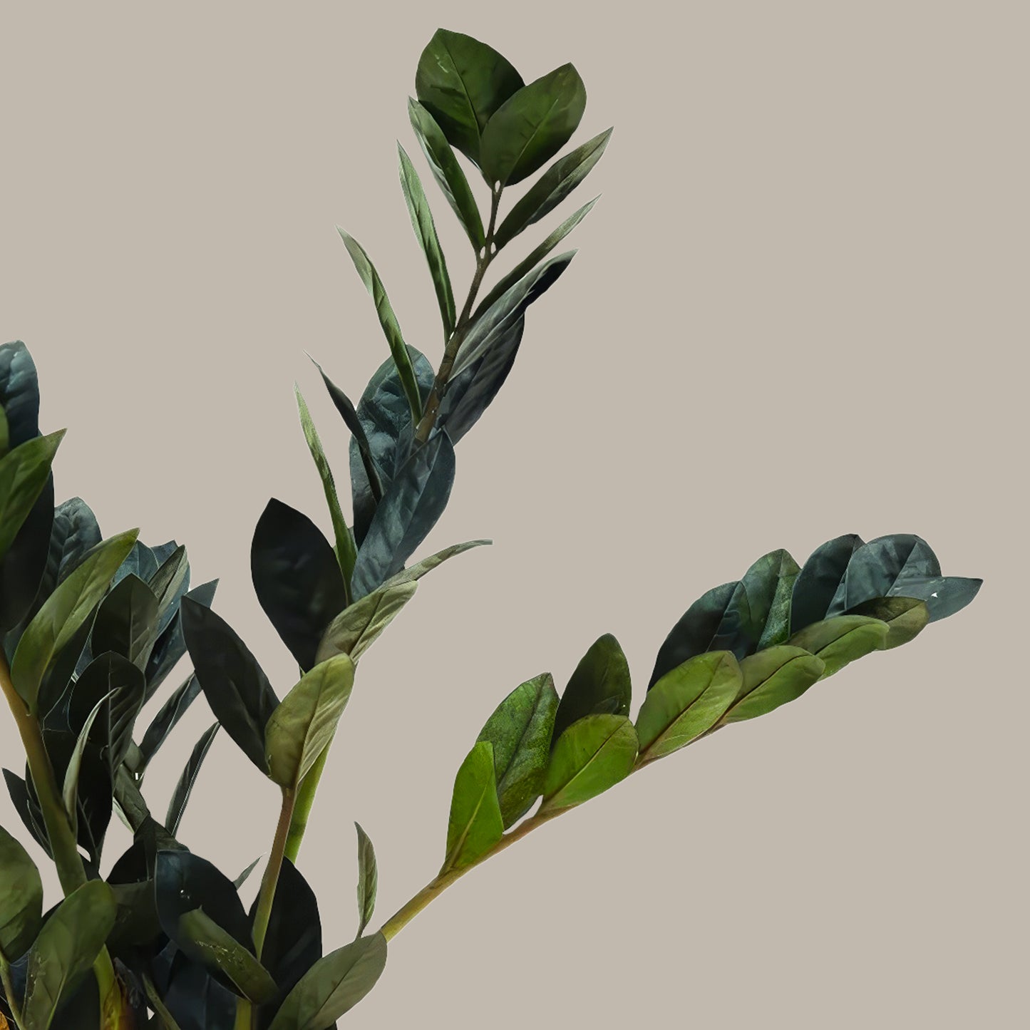 Küçük Boy Siyah Zamia Çiçeği (Zeze - Zamioculcas Raven Zamiifolia)