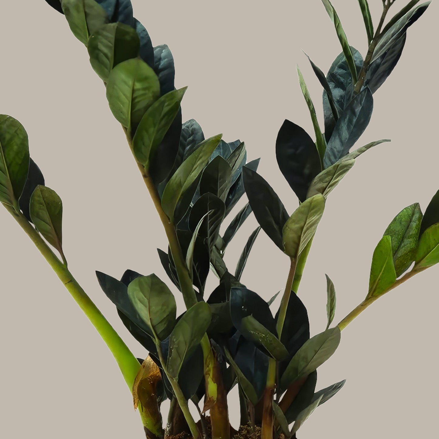 Küçük Boy Siyah Zamia Çiçeği (Zeze - Zamioculcas Raven Zamiifolia)