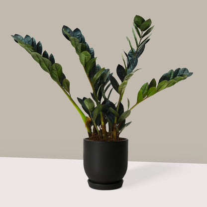 Küçük Boy Siyah Zamia Çiçeği (Zeze - Zamioculcas Raven Zamiifolia)