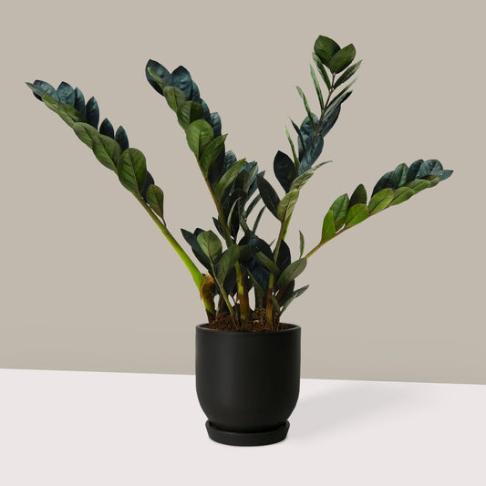 Küçük Boy Siyah Zamia Çiçeği (Zeze - Zamioculcas Raven Zamiifolia)