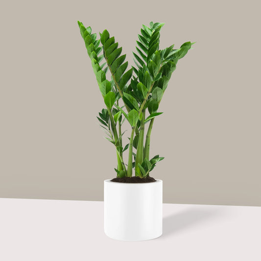 Orta Boy Zamia Çiçeği (Zeze - Zamioculcas Zamiifolia)