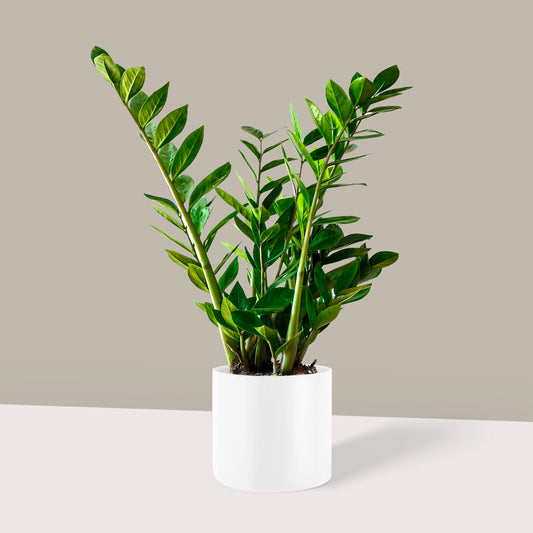 Küçük Boy Zamia Çiçeği (Zeze - Zamioculcas Zamiifolia)